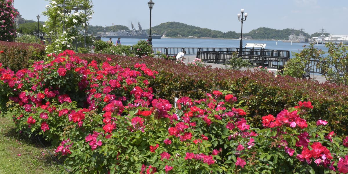 神奈川・横須賀市ヴェルニー公園で「春のローズフェスタ」開催！約160種類1700株の春バラと横須賀港の景観を楽しもう