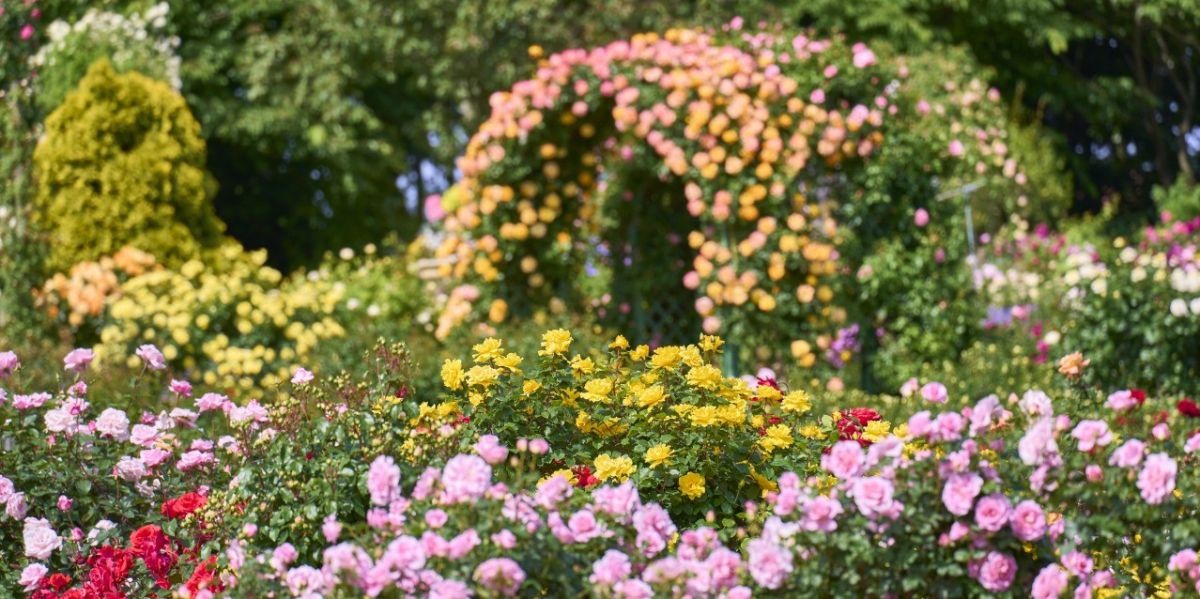 1年で最もバラが咲き誇る季節が到来！ 千葉・京成バラ園「カラー オブ スプリング」開催中