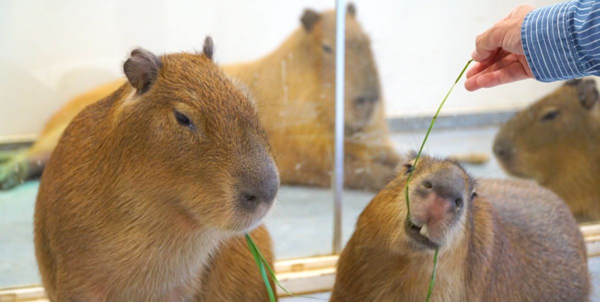 「アニタッチみなとみらい」で癒やし体験！横浜ワールドポーターズの室内型ふれあい動物施設へ