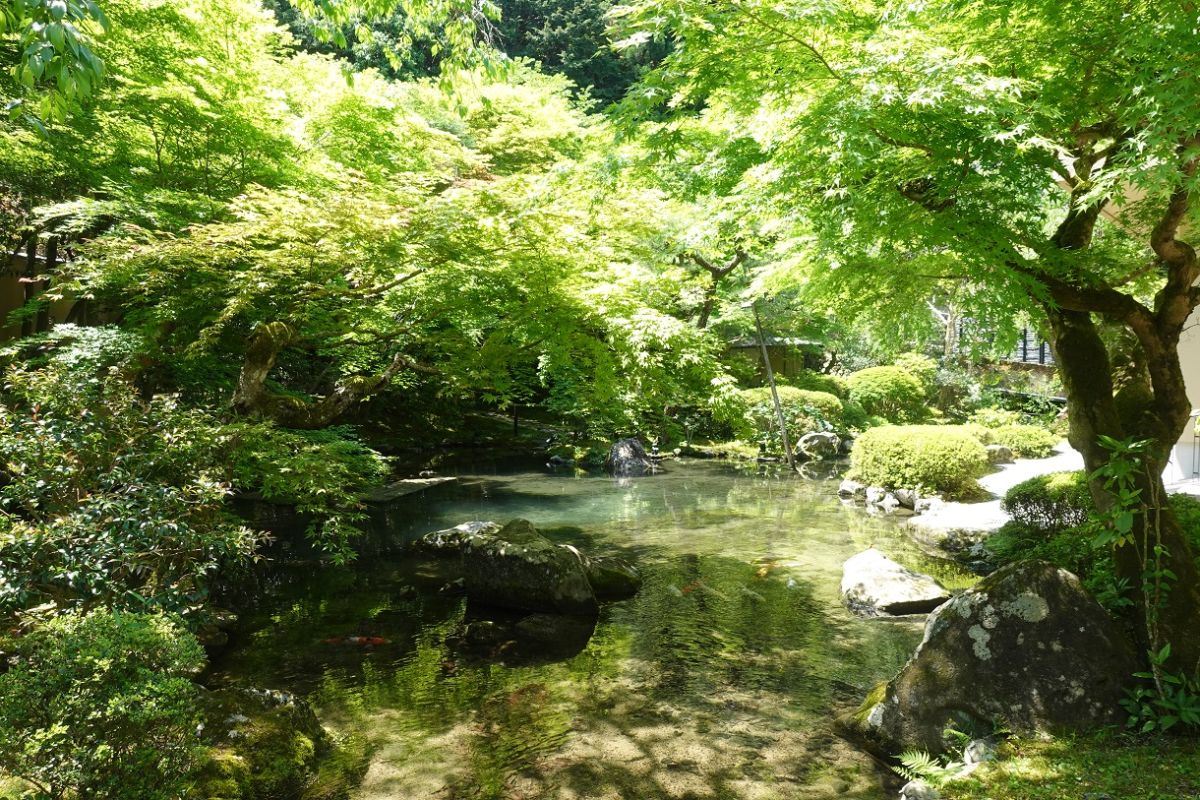 ↑お庭に出て撮影したもの