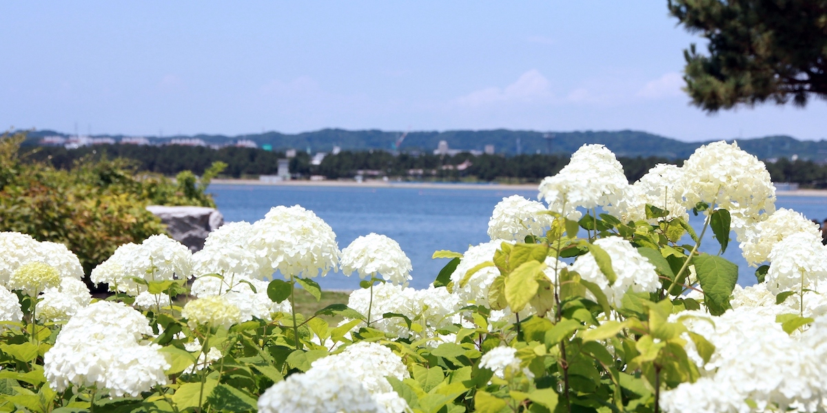 梅雨限定！横浜・八景島シーパラダイス「第22回 八景島あじさい祭」で県内最大級の約2万株のあじさいが咲き誇る！