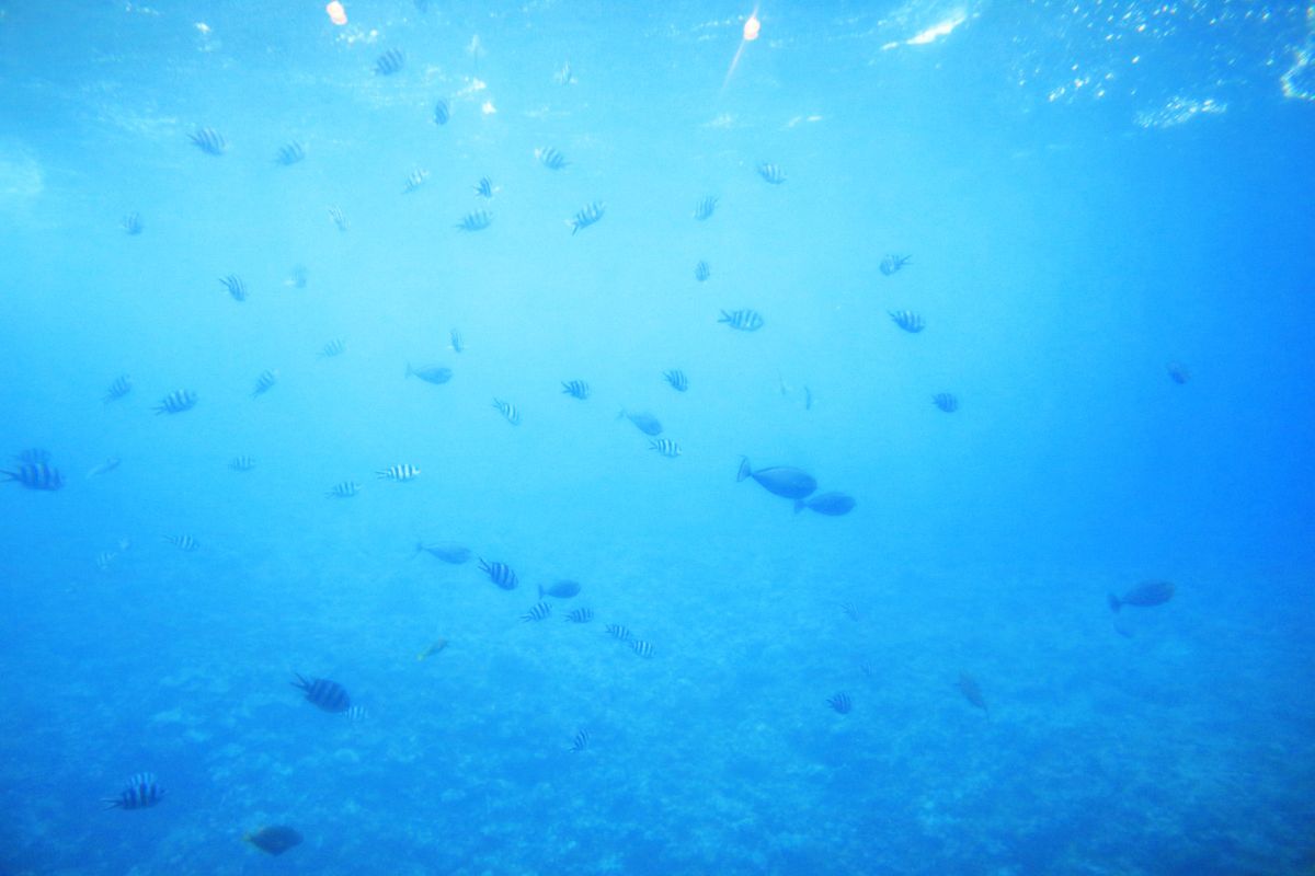 船底のガラス越しに魚と対面