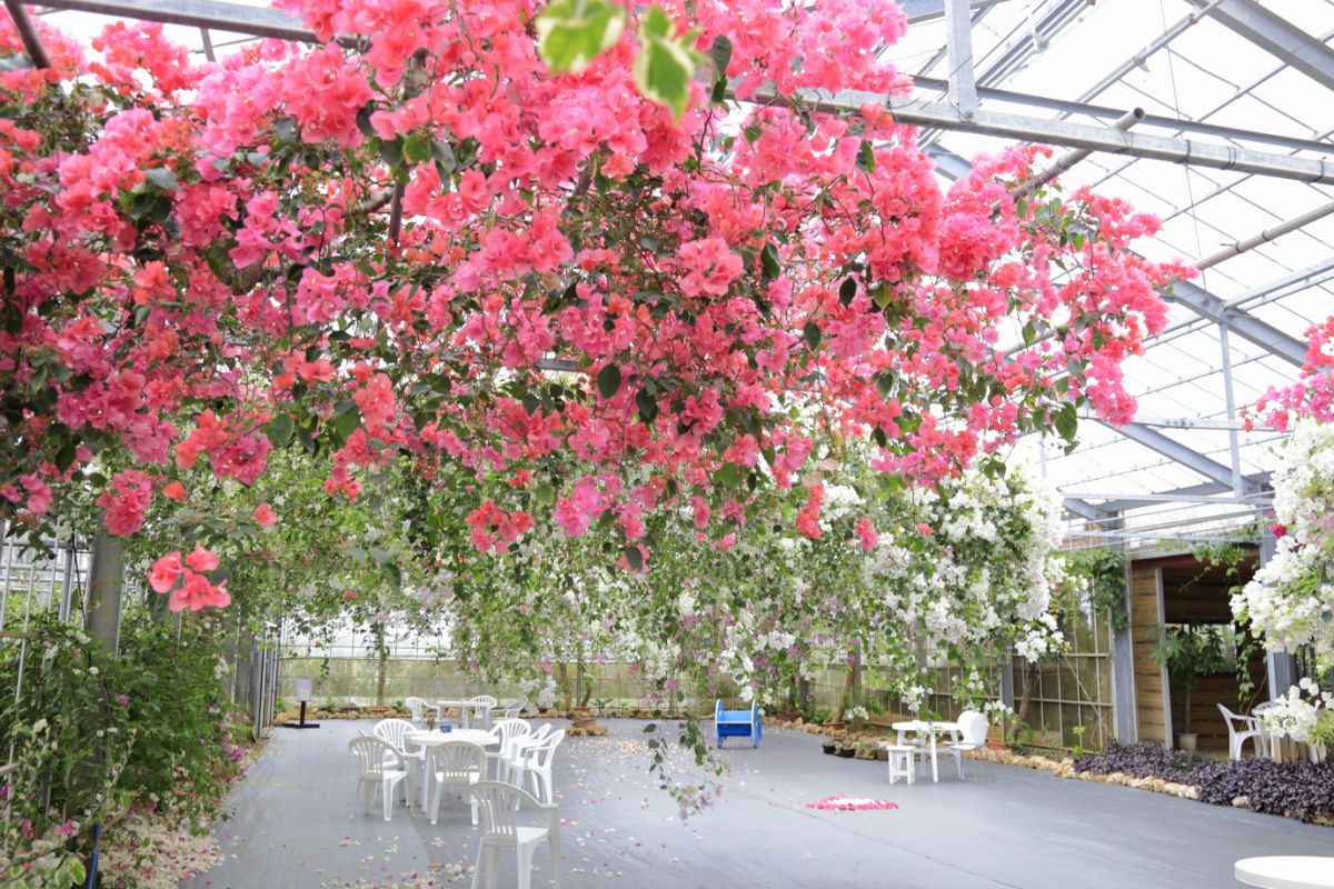 美しく咲き誇るブーゲンビリア