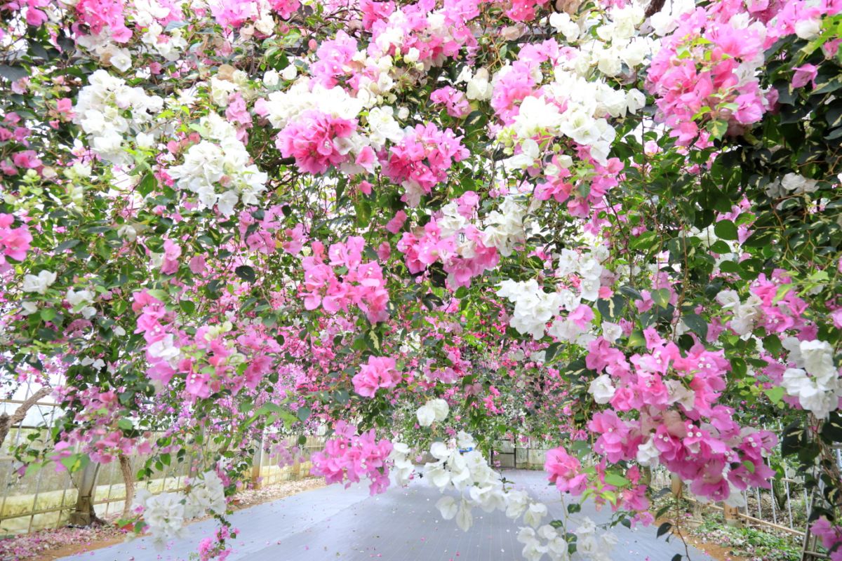 珍しい品種も多数見られます