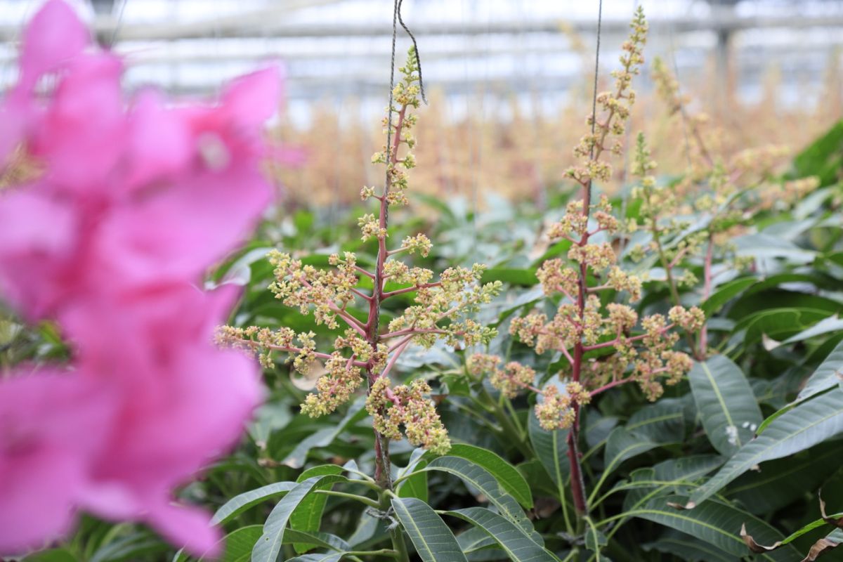 この小さな花がマンゴーになるのです！ 3月に撮影