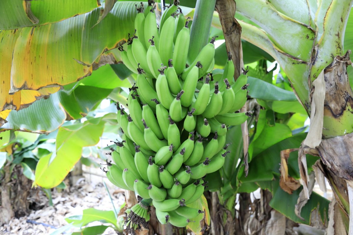 小ぶりなサイズの「三尺バナナ」の木