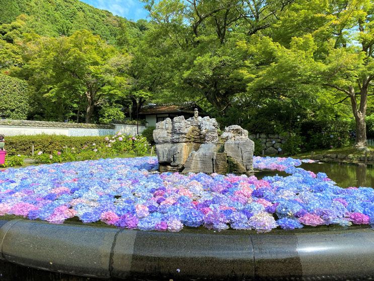 大阪あじさいスポット！久安寺「あじさいうかべ」が2022年6月16日～7月3日まで開催