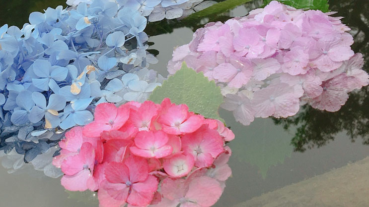 大阪あじさいスポット！久安寺「あじさいうかべ」が2022年6月16日～7月3日まで開催