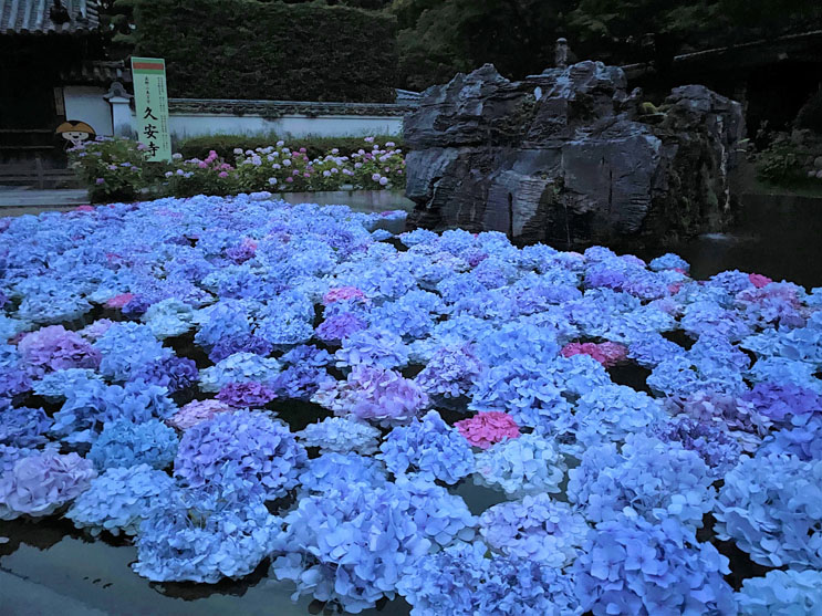 大阪あじさいスポット！久安寺「あじさいうかべ」が2022年6月16日～7月3日まで開催