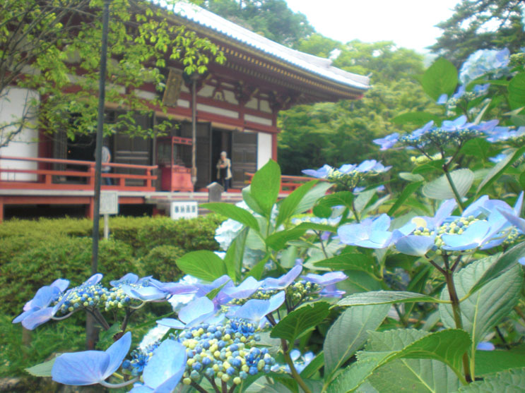 大阪あじさいスポット！久安寺「あじさいうかべ」が2022年6月16日～7月3日まで開催