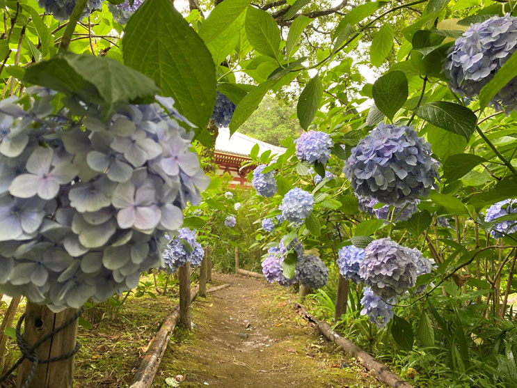 大阪あじさいスポット！久安寺「あじさいうかべ」が2022年6月16日～7月3日まで開催