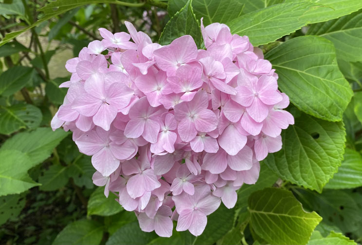 大阪あじさいスポット！久安寺「あじさいうかべ」が2022年6月16日～7月3日まで開催