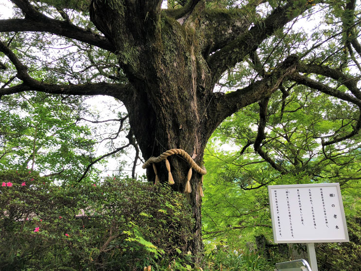 大阪あじさいスポット！久安寺「あじさいうかべ」が2022年6月16日～7月3日まで開催