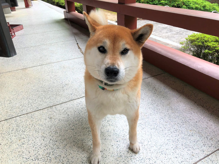 大阪あじさいスポット！久安寺「あじさいうかべ」が2022年6月16日～7月3日まで開催
