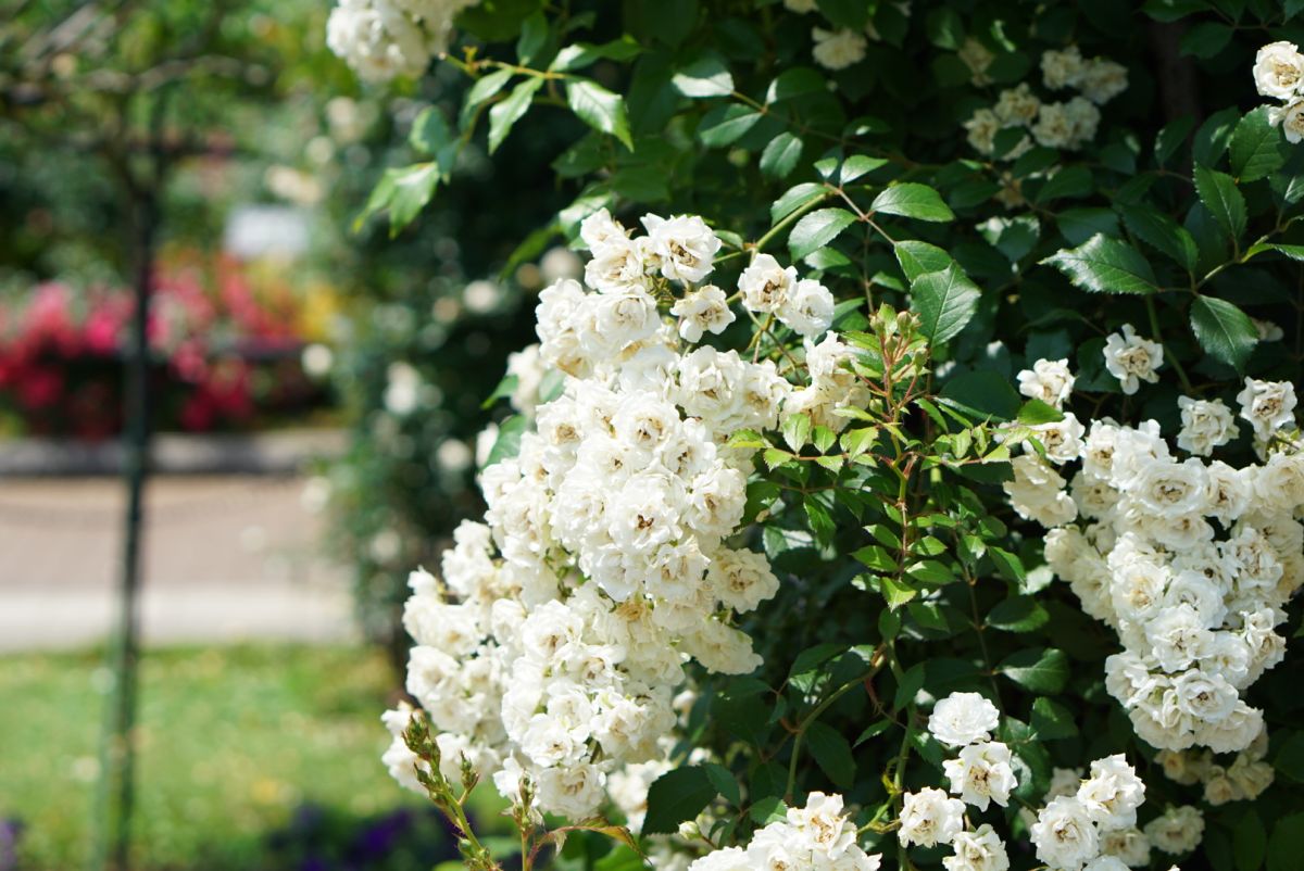 写真は「ローズゲート」の「アルバ・メイディランド」