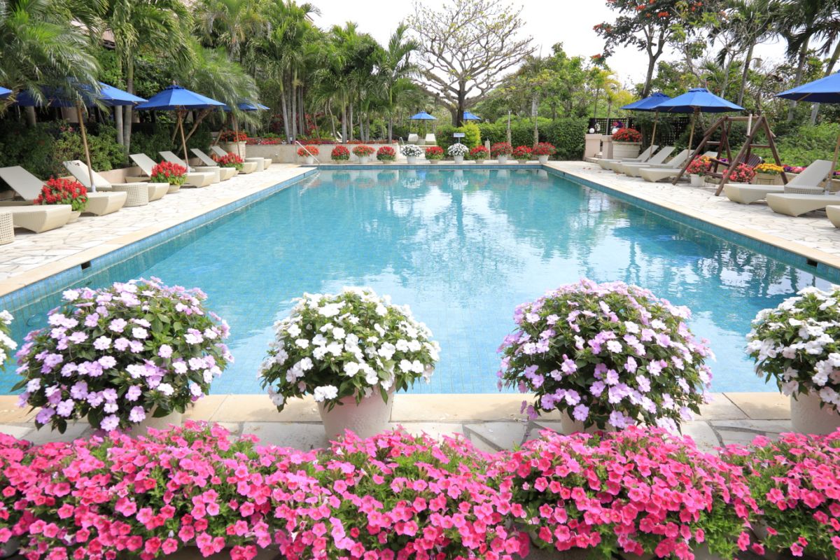本館にある屋外プールの周囲には南国のお花がいっぱい！