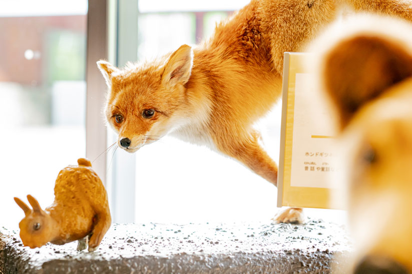 上高地に生息している動物たちのリアルな姿を見ると、これから足を踏み入れる大自然に胸が高まります