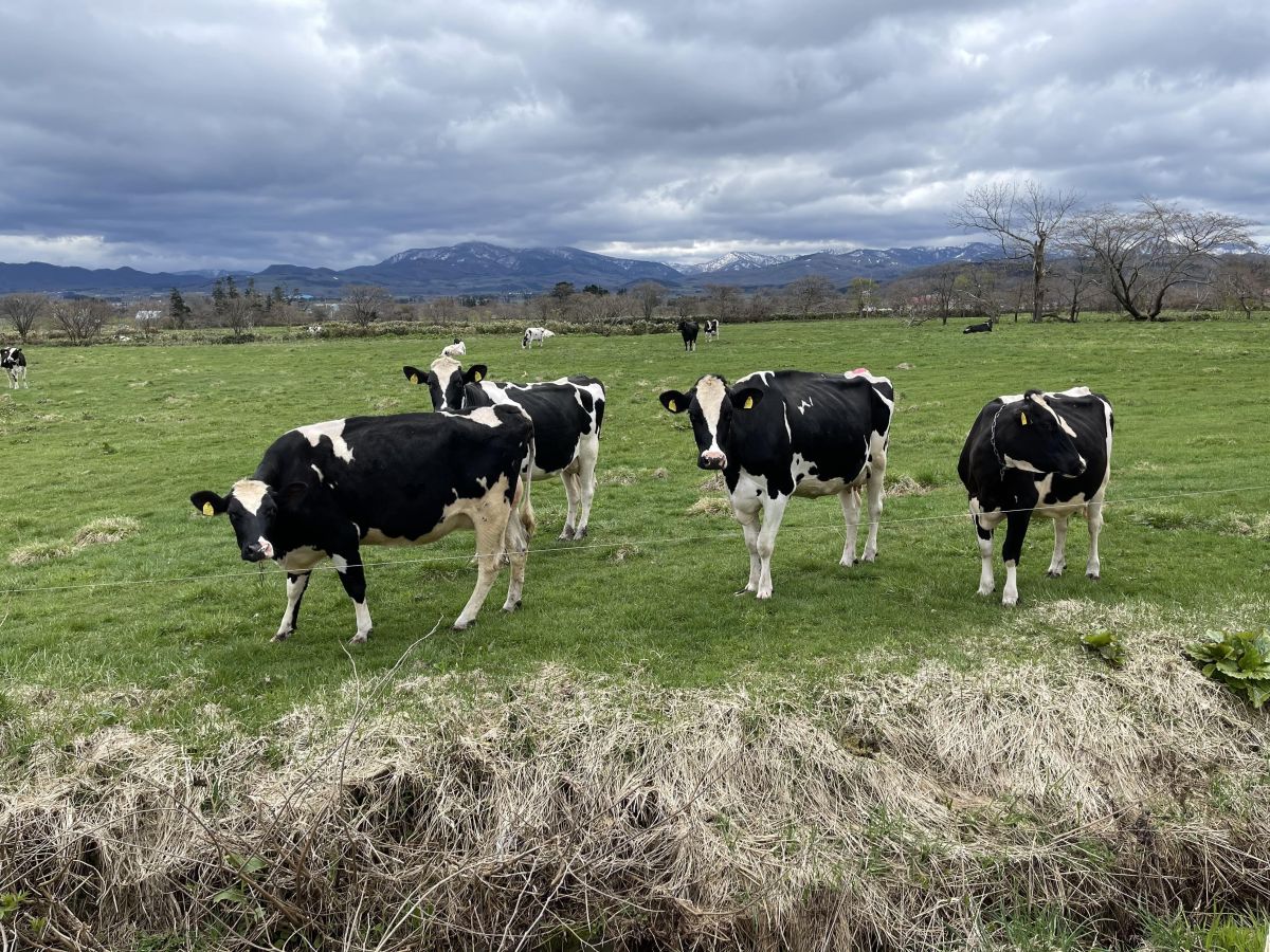 ストレスフリーの環境でのびのび育った、加藤牧場の牛乳を使用