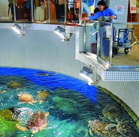 ウミガメフィーディングタイム