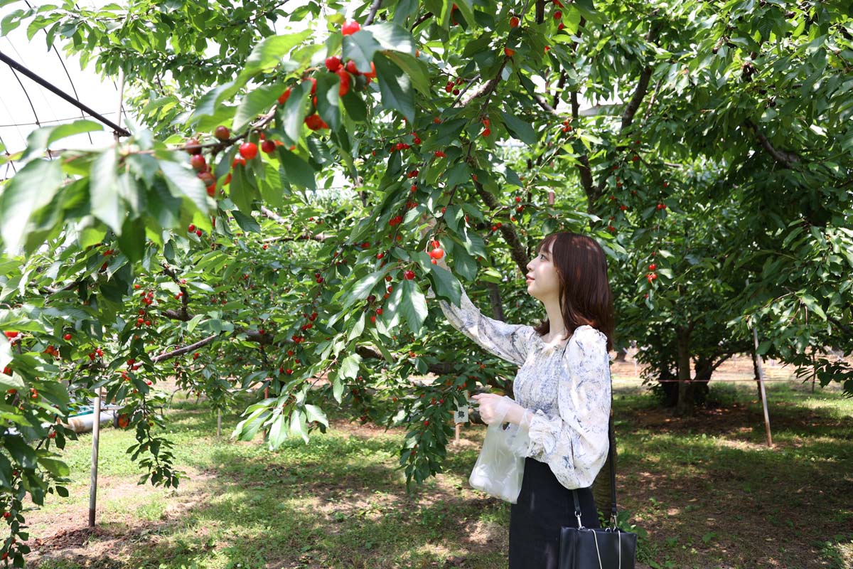 サクランボ狩り体験の様子