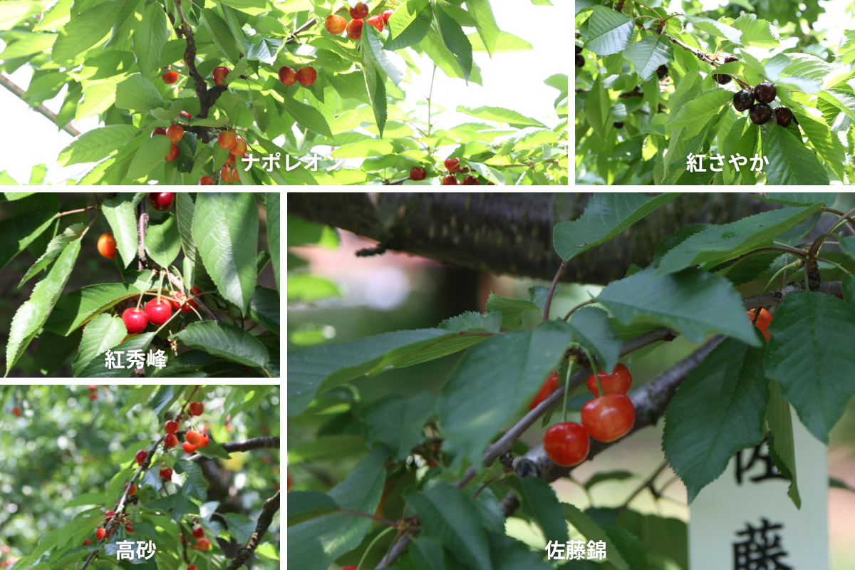 サクランボ5品種