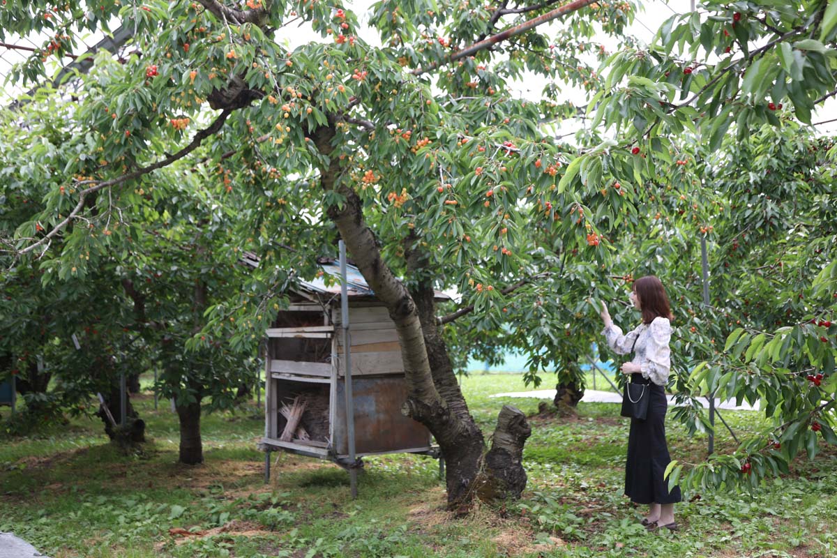 安達農園のサクランボ