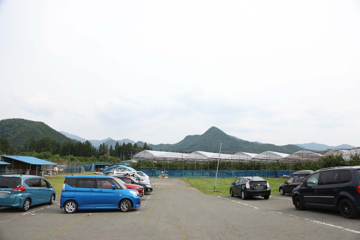 標高200ｍの広大な土地にサクランボ園がある