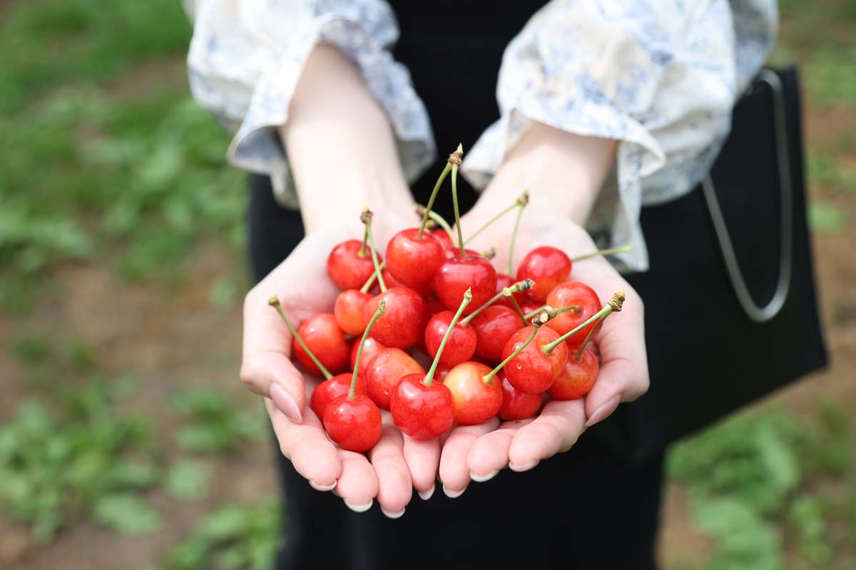 たっぷりと愛情を浴びたサクランボ