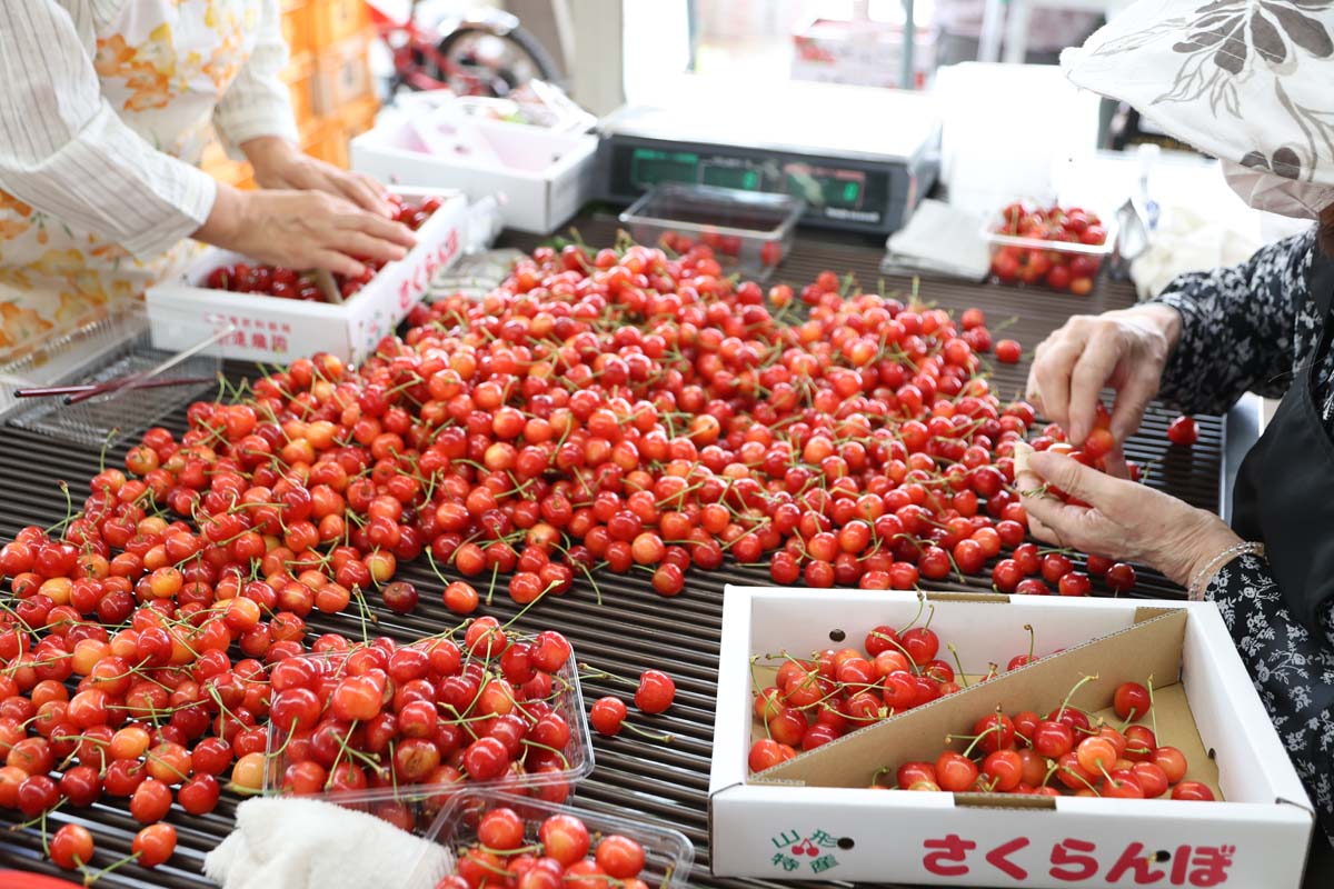 サクランボシーズンは大忙し！