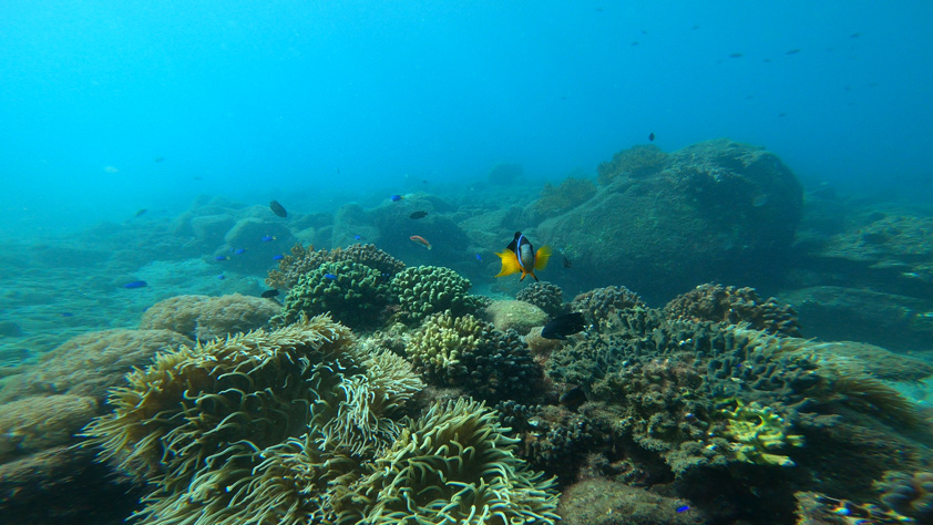 シーウォーカー(西海観光船)