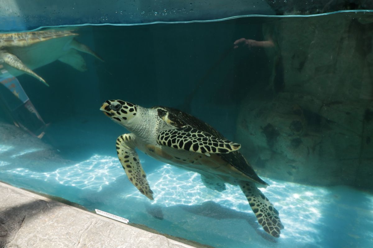 日和佐うみがめ博物館カレッタ