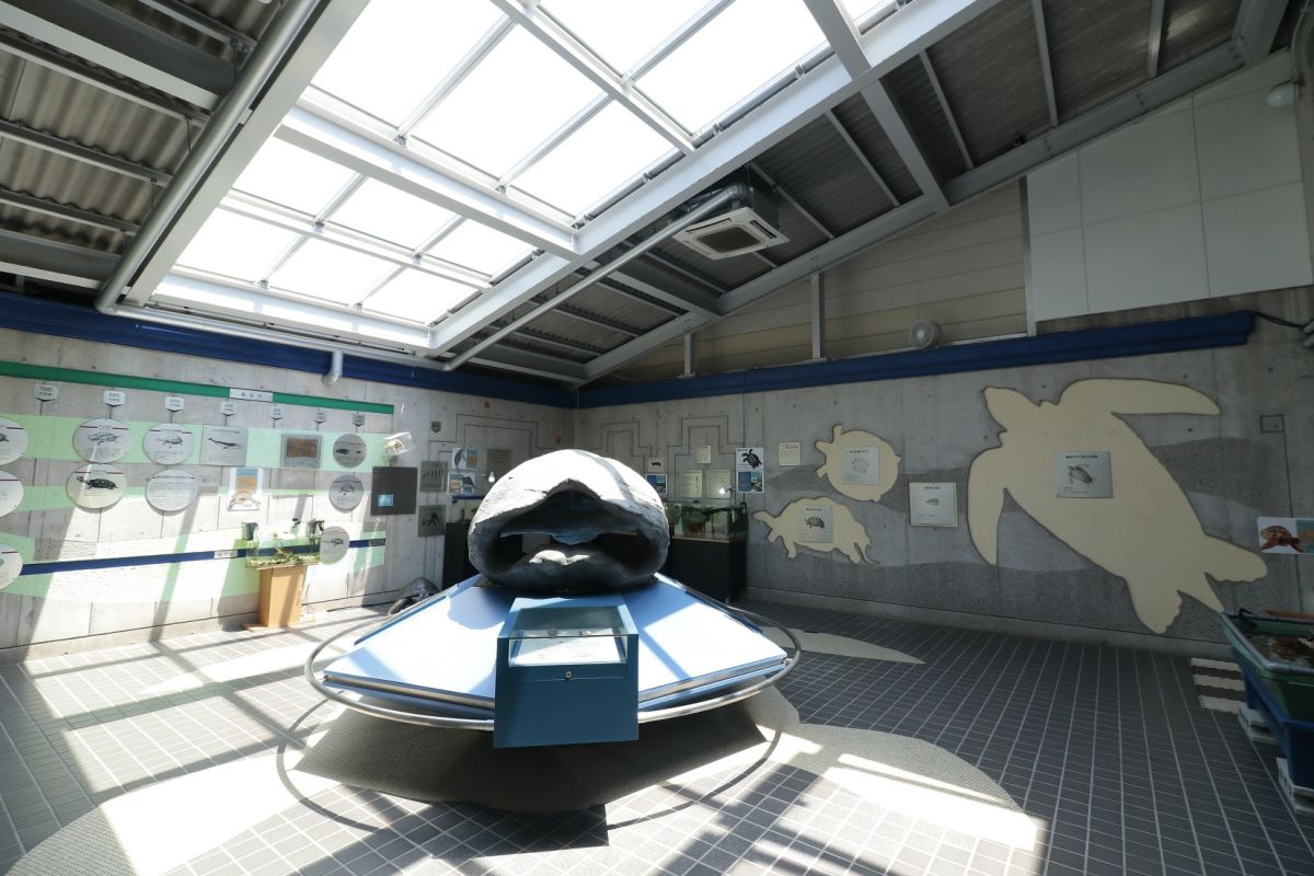 日和佐うみがめ博物館カレッタ