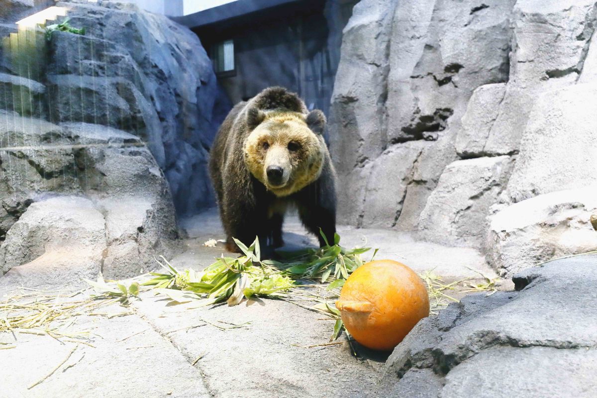 旭山動物園 蝦夷ひぐま館