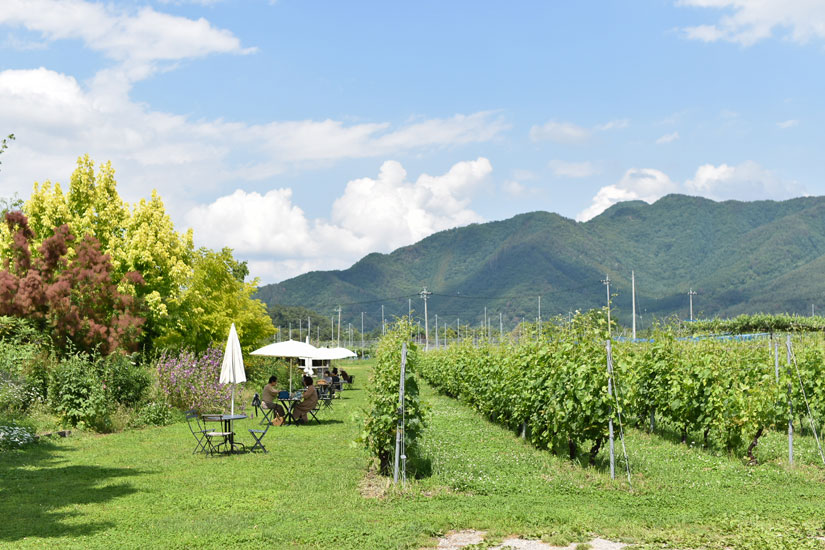 垣根仕立てで栽培されるぶどう畑はヨーロッパの銘醸のよう