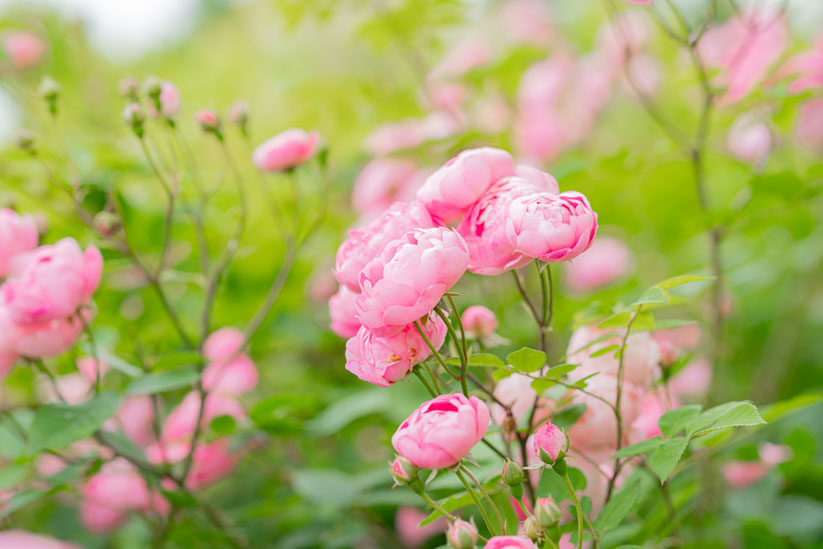 初夏には可憐なバラもそこここに