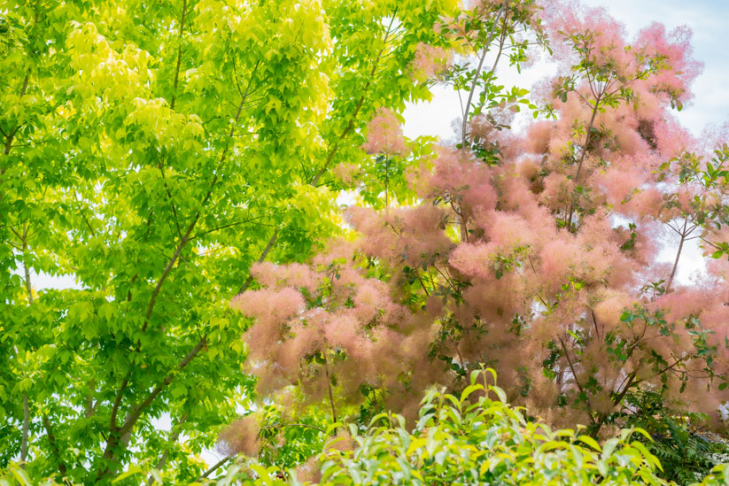初夏から夏に花穂をつけるスモークツリー