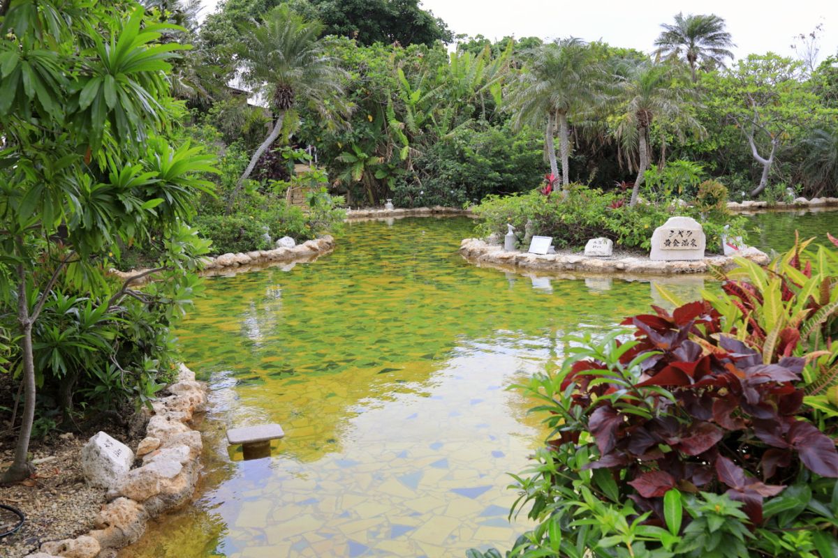 天然温泉を使った「ジャングルプール」は男女共用（水着着用）