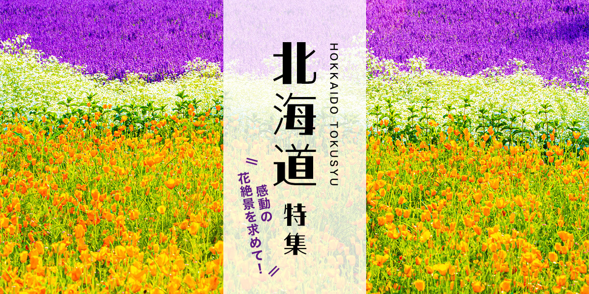 感動の花絶景を求めて！北海道特集