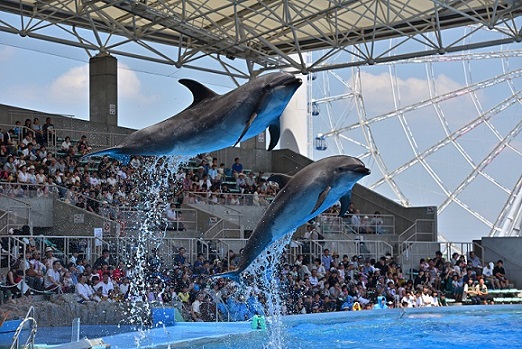 大迫力のイルカパフォーマンス