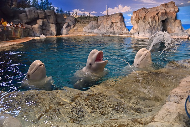 ベルーガと近くで会うことができます