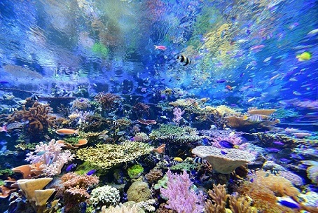 ハナガササンゴの仲間、ハナヤサイサンゴの仲間などがカラフルな水中世界を演出！