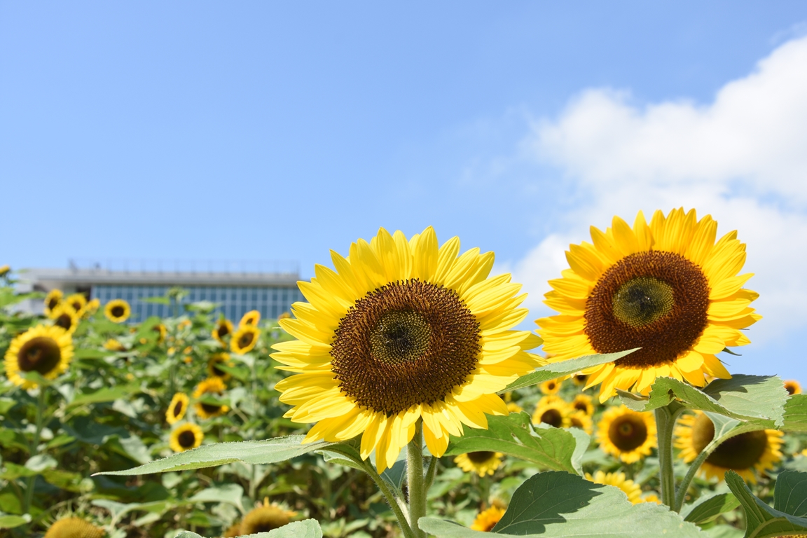 兵庫県立公園あわじ花さじき