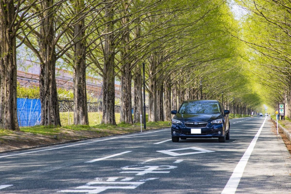 メタセコイア並木