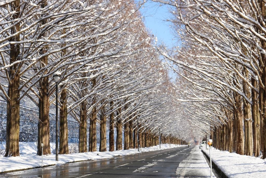 メタセコイア並木