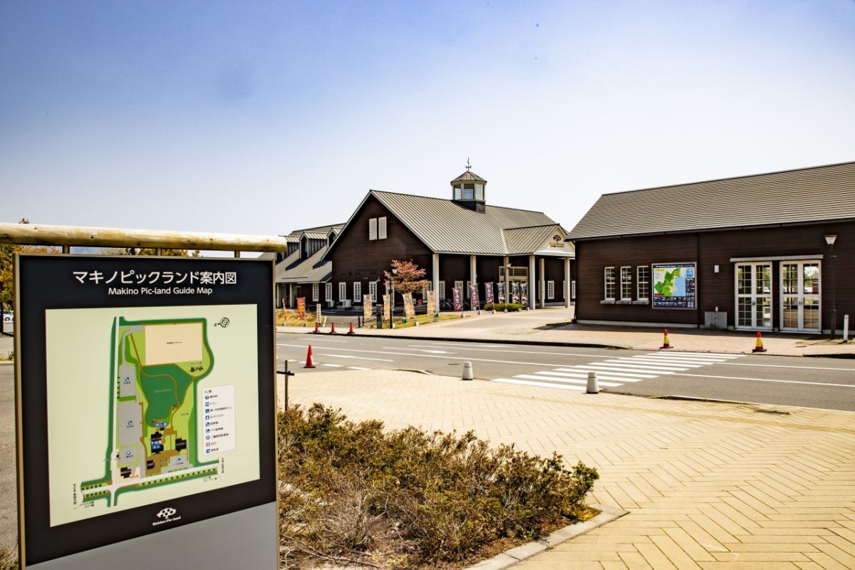 メタセコイア並木