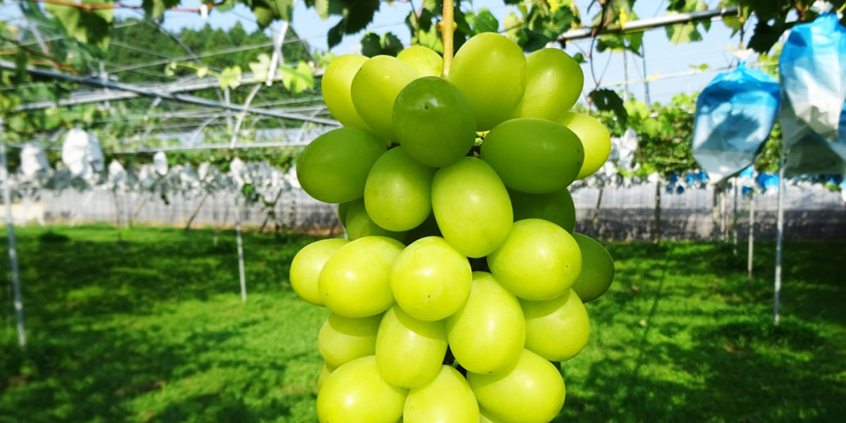 果樹の里うきは市で収穫体験。季節のフルーツを自分の手でもぎとって 【きふね（福岡県 うきは市）】