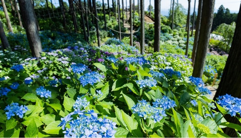 絶景「三島スカイウォーク」で2022年の「あじさい祭」も終了間際！花とスイーツを楽しむ期間限定のあじさい旅へ