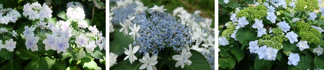 絶景「三島スカイウォーク」で2022年の「あじさい祭」も終了間際！花とスイーツを楽しむ期間限定のあじさい旅へ