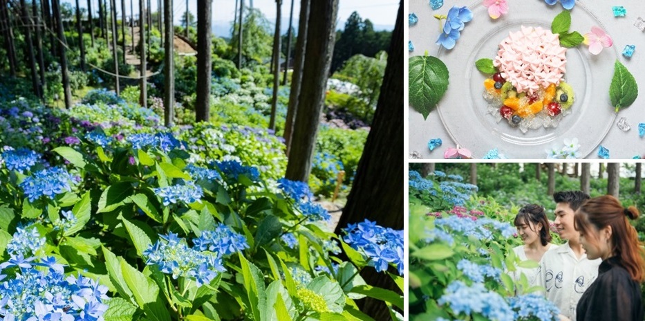 「三島スカイウォーク」で2022年の「あじさい祭」も終了間際！花とスイーツを楽しむ期間限定の絶景あじさい旅へ