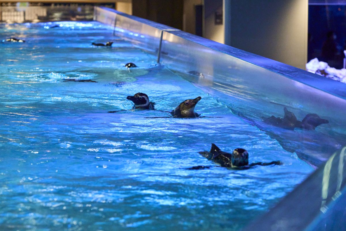 すみだ水族館